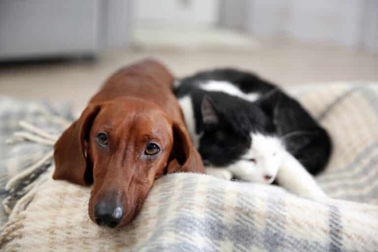 beautiful cat and dachshund dog on plaid