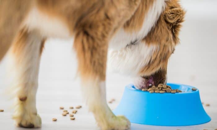 Un chien mangeant de croquettes Ultra Premium Direct