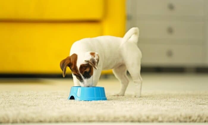 Un chien mangeant de croquettes Ultra Premium