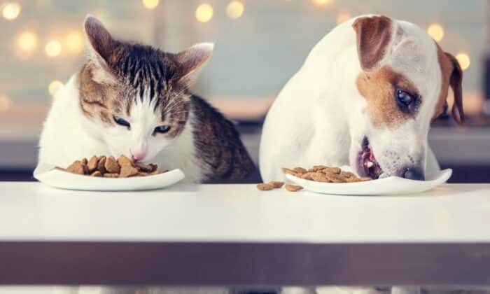 Chien et chat mangeant de croquettes Ultra Premium