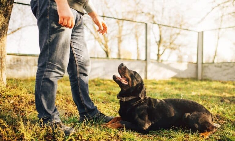 Dresser un chien : comment faire ? Les meilleures techniques