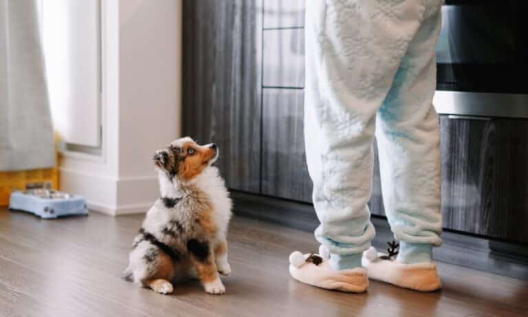 Dresser un chien : comment faire ? Les meilleures techniques