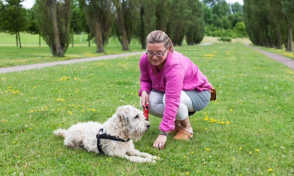 Dresser un chien : comment faire ? Les meilleures techniques
