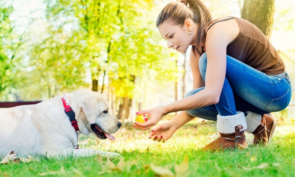 Comment Faire Rentrer Un Autre Chien Dans La Maison