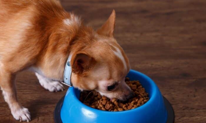 Un chien mangeant de croquettes sans céréales