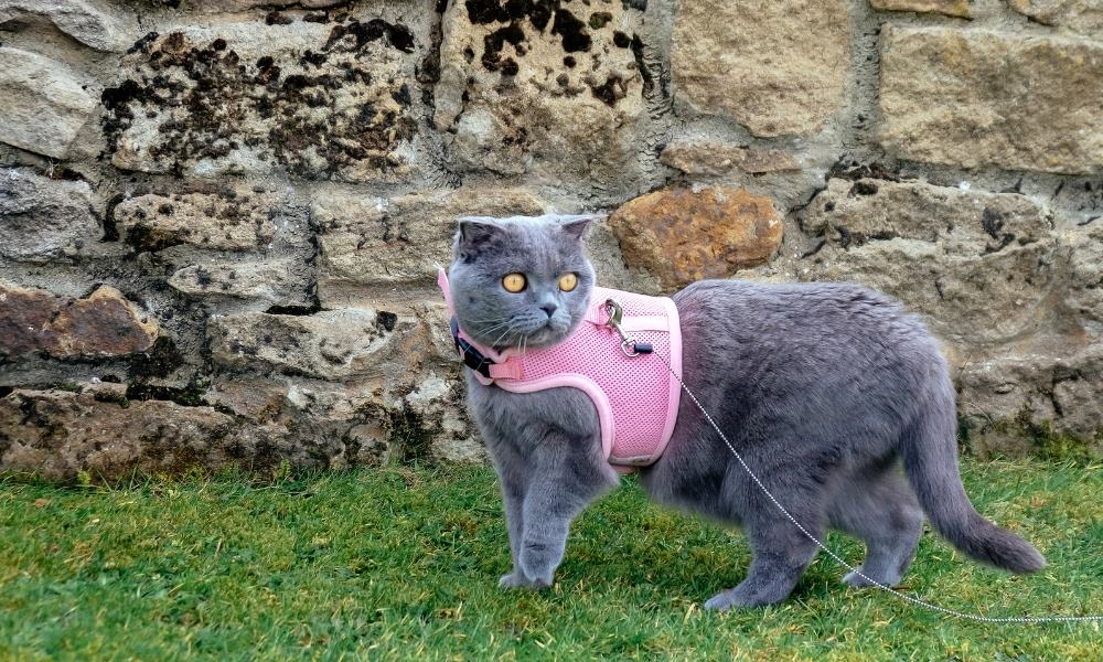 Meilleur harnais pour chat Guide d