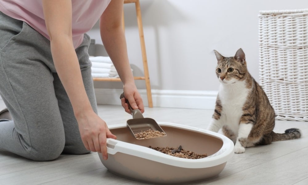 Meilleure litière pour chat comparateur & avis de 2024