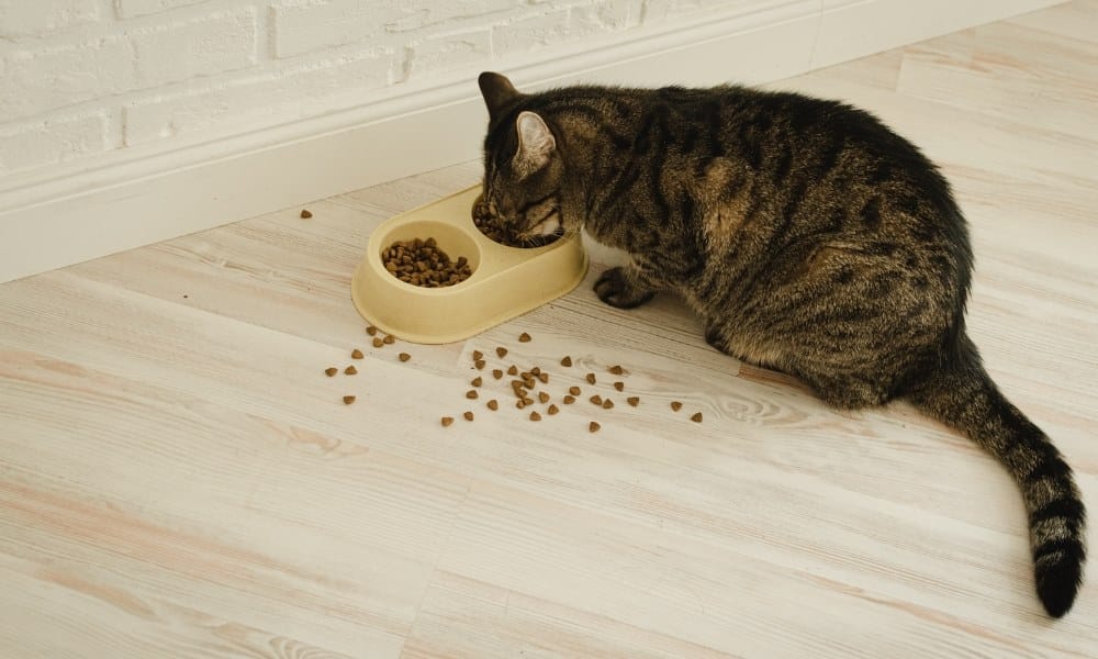 Meilleures croquettes chat stérilisé comparateur & avis de 2024