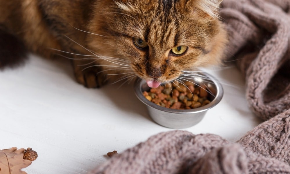 Meilleures croquettes chat stérilisé comparateur & avis de 2024