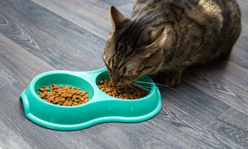 Meilleures croquettes chat stérilisé comparateur & avis de 2024