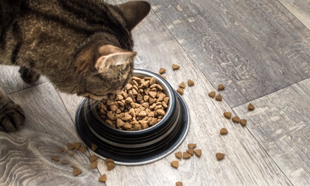 Meilleures croquettes chat : guide d'achat complet de 2025