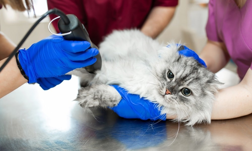 Santé du chat On vous dit tout! — free download