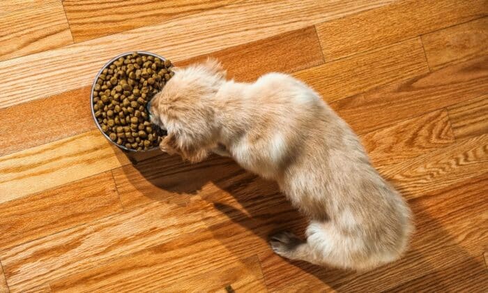 Un chiot mangeant de croquettes